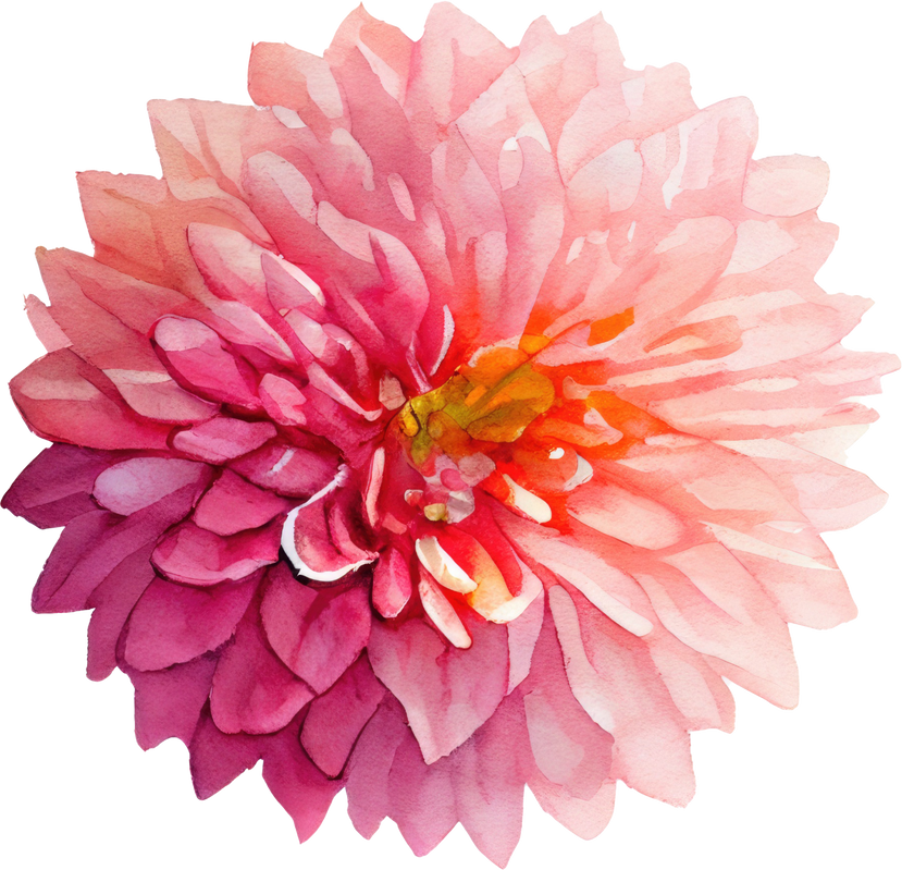 Pink Dahlia flower Watercolor