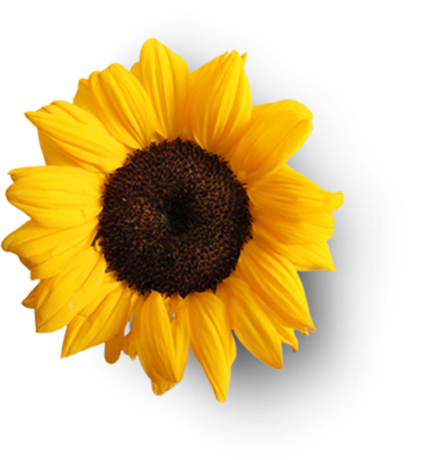 Beautiful Sunflower Cutout  