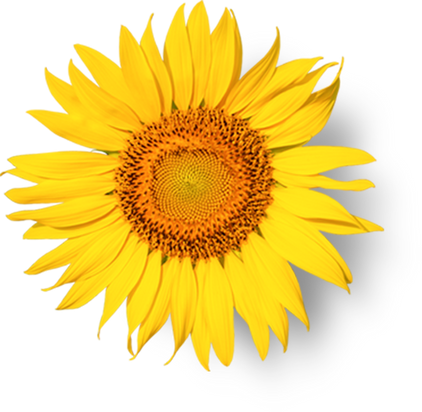 Cutout of a Sunflower